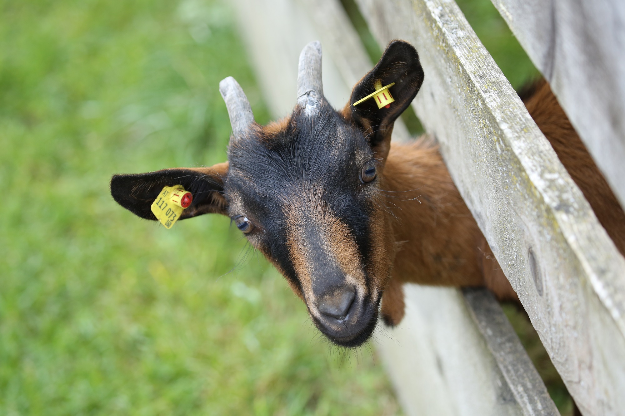 Ziege am Bio Bauernhof Saumerhof